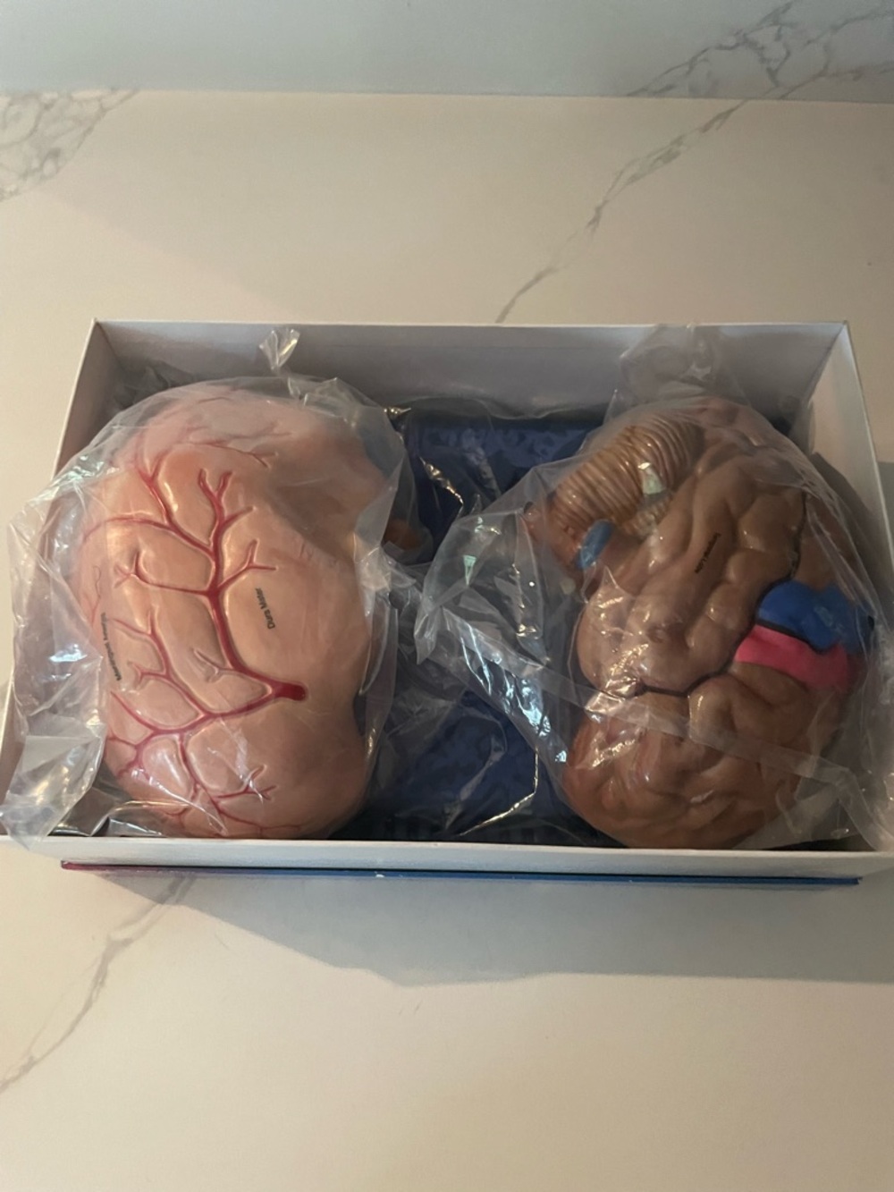 Merck Maxalt Brain Model - Picture 7 of 7